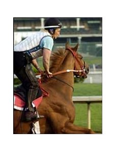 Haskin on Lawyer Ron: "This colt has a 'go' button and nothing else."