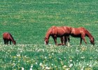 Ban on Horse-Meat Inspection Funds Reversed Ban on Horse-Meat Inspection Funds Reversed