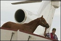Kentucky Contingent Arrives for Belmont; Contentious Race Seen Kentucky Contingent Arrives for Belmont; Contentious Race Seen