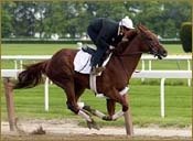 Funny Cide Works in :47 1/5 for Preakness Funny Cide Works in :47 1/5 for Preakness