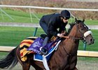 Biondetti is undefeated in 3 starts. <br><a target="blank" href="http://www.bloodhorse.com/horse-racing/photo-store?ref=http%3A%2F%2Fpictopia.com%2Fperl%2Fgal%3Fprovider_id%3D368%26ptp_photo_id%3D9262729%26ref%3Dstory">Order This Photo</a>