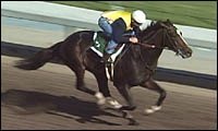 Tiznow Turns in Wild Work at Santa Anita Tiznow Turns in Wild Work at Santa Anita