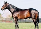 Put It Back is the latest hope for keeping alive the Man o' War sire line.