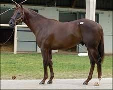 Distorted Humor Colt Paces June Sale Finale Distorted Humor Colt Paces June Sale Finale