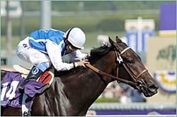 2003 Eclipse 2YO Female of the Year: Halfbridled 2003 Eclipse 2YO Female of the Year: Halfbridled