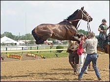Cindy Pierson Dulay Wins Eclipse Award for Photography Cindy Pierson Dulay Wins Eclipse Award for Photography