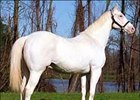 White Thoroughbred Grand Espoir Blanc Dead White Thoroughbred Grand Espoir Blanc Dead