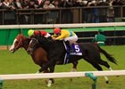 Vodka, Japan's reigning Horse of the Year, barely held on to win the Japan Cup at Tokyo Race Course.