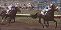 Dare and Go, Cigar's Epic Conqueror, Dead in Australia Dare and Go, Cigar's Epic Conqueror, Dead in Australia