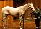 Hip #777; My White Corvette; Tarr Road - Wind Chime by Marfa, dam of Stardom Bound, brought $825,000 during the third session the Keeneland November breeding stock auction in Lexington.