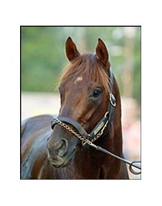 Dual Classic winner Smarty Jones heads breeding's Class of 2005.