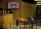 Hip #203; colt; Smart Strike - Private Feeling led session 2 with a final bid of $475,000.