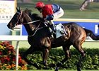 Viva Pataca scores easily at Sha Tin Nov. 16.