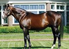 A.P. Indy Leading Covering Sire A.P. Indy Leading Covering Sire