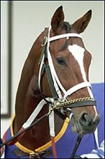 Frankel to Take Over Training of Toccet Frankel to Take Over Training of Toccet