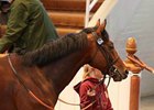 Fallen Idol, Well Sharp Shine at Tattersalls Fallen Idol, Well Sharp Shine at Tattersalls