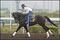 Mister Acpen Among American Horses on Track in Hong Kong Mister Acpen Among American Horses on Track in Hong Kong