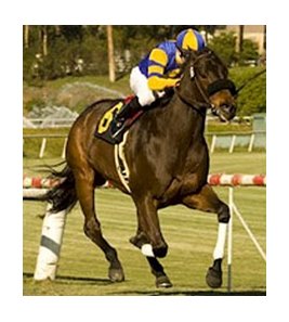 Dance With Gable is a perfect three-for-three in his career on Santa Anita's hillside turf course.