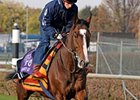 Workforce checks out the turf on November 2, 2010.<br><a target="blank" href="http://www.bloodhorse.com/horse-racing/photo-store?ref=http%3A%2F%2Fpictopia.com%2Fperl%2Fgal%3Fprovider_id%3D368%26ptp_photo_id%3D9261678%26ref%3Dstory">Order This Photo</a>