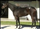 Stormy Pick, sold for the top price of $700,000 at Fasig-Tipton sale.
