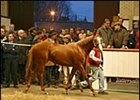 Galileo Colt Tops Tattersalls December Yearling Sale Galileo Colt Tops Tattersalls December Yearling Sale