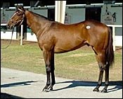 Belong to Me Colt Brings Record $1.8 Million at OBS Belong to Me Colt Brings Record $1.8 Million at OBS