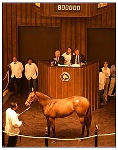 Fusaichi Pegasus filly topped the opening session of Fasig-Tipton sale.