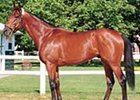 Lemon Drop Kid to Stand at Lane's End Farm Lemon Drop Kid to Stand at Lane's End Farm