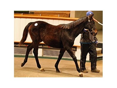 The top foal on the sale's second day was a Lawman colt out of the Polish Precedent mare Whole Grain who sold for Timmy Hyde for 120,000 guineas.