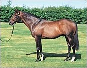 English Stallion Rainbow Quest on Verge of 100 Stakes Winners English Stallion Rainbow Quest on Verge of 100 Stakes Winners