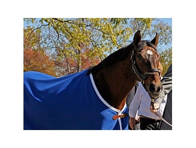 Alysheba during his arrival at the Kentucky Horse Park in Oct. 2008. <br><a target="blank" href="http://www.bloodhorse.com/horse-racing/photo-store?ref=http%3A%2F%2Fgallery.pictopia.com%2Fbloodhorse%2Fgallery%2FS618050%2Fphoto%2F6546991%2F%3Fo%3D11">Order This Photo</a>