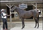 Chief Seattle colt, brought top price during first session of Midlantic sale.