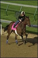 Flute, Frankel's 'Sweetheart,' Takes Aim at Kentucky Oaks Flute, Frankel's 'Sweetheart,' Takes Aim at Kentucky Oaks