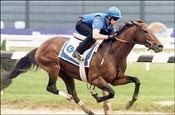 Arc Winner Sakhee Retired to Shadwell Stud Arc Winner Sakhee Retired to Shadwell Stud