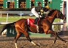 2006 Champions Day Turf winner Desert Wheat, is back for another try in 2008.
