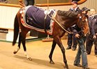 Cat Junior Tops Tattersalls' Second Session Cat Junior Tops Tattersalls' Second Session