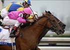 Blue Grass Stakes winner Dominican tries to get back on track in the Round Table Saturday at Arlington.<br><a target="blank" href="http://www.bloodhorse.com/horse-racing/photo-store?ref=http%3A%2F%2Fpictopia.com%2Fperl%2Fgal%3Fprovider_id%3D368%26ptp_photo_id%3D1008473%26ref%3Dstory">Order This Photo</a>
