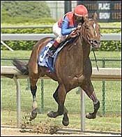 Midas Eyes Kicks Off Frankel's Derby Week Midas Eyes Kicks Off Frankel's Derby Week