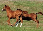 Breeders' Cup Horsemen Back New Vocations Breeders' Cup Horsemen Back New Vocations