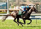 Bolo streaks to the win on the turf at Santa Anita.