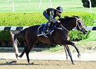 Mubtaahij Races For 'Other' Sheikh in Belmont Mubtaahij Races For 'Other' Sheikh in Belmont