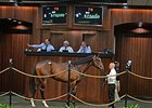 Record-Priced Colt Leads OBS June Opener Record-Priced Colt Leads OBS June Opener