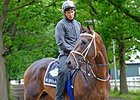Mubtaahij at Belmont in 2015.