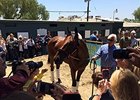 American Pharoah arrives at Santa Anita Park.