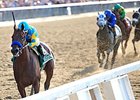 American Pharoah running in the Belmont Stakes.
<br><a target="blank" href="
http://photos.bloodhorse.com/TripleCrown/2015-Triple-Crown/Belmont-Stakes-147/i-qbQZgZj">Order This Photo</a>