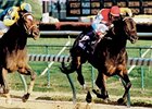 Escena running in the 1998 Breeders' Cup Distaff.
<br><a target="blank" href="http://photos.bloodhorse.com/Classics/Classic-Photos/i-M5frt8C">Order This Photo</a>