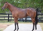 Into Mischief Colt Ties Record at OBS Day Two Into Mischief Colt Ties Record at OBS Day Two