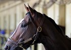 Florida Derby Winner Materiality Dies Florida Derby Winner Materiality Dies