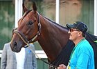 No Fast Track to Hall for American Pharoah No Fast Track to Hall for American Pharoah