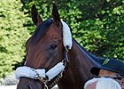 American Pharoah is bright-eyed June 7.
<br><a target="blank" href="
http://photos.bloodhorse.com/TripleCrown/2015-Triple-Crown/Belmont-Stakes-147/i-dhFvRmn">Order This Photo</a>
